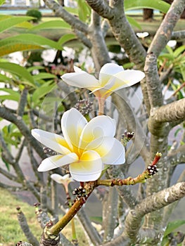 Plumeria flowers receive light in the morning.