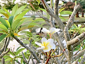 Plumeria flowers receive light in the morning.