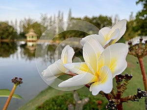 Plumeria flowers receive light in the morning.