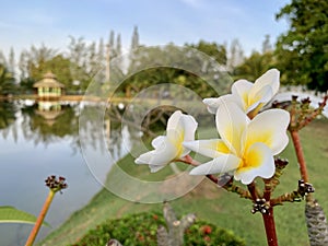 Plumeria flowers receive light in the morning.