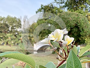 Plumeria flowers receive light in the morning.