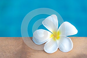 Plumeria flowers spa near swimming pool, relax and healthy care.