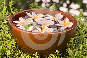 Plumeria flowers , spa tub on natural background.