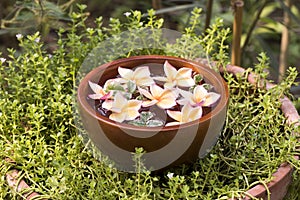 Plumeria flowers , spa tub on natural background.