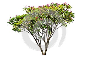 Plumeria flowers tree