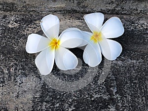 Plumeria flowers on the Vintage stone floor   with natural light.