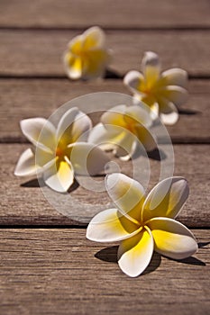 Plumeria flowers on wooden floor