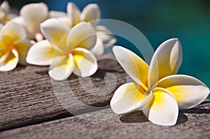 Plumeria flowers on wooden floor, blue water