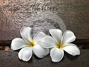 Plumeria flowers on the  wooden table  with natural light.