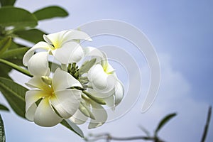 Plumeria or frangipani