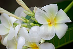 Plumeria frangipani Apocynaceae White flower