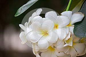 Plumeria frangipani Apocynaceae White flower