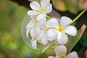 Plumeria frangipani Apocynaceae White flower