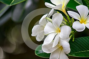 Plumeria frangipani Apocynaceae White flower