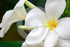 Plumeria frangipani Apocynaceae White flower