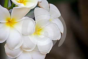 Plumeria frangipani Apocynaceae White flower