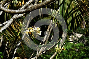 Plumeria frangipani with bright white yellow blossoms on a sunny day and a soft greenery in background