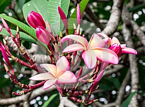 Plumeria Frangipani comes is different colors