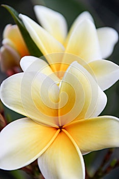 Plumeria Frangipani Flower