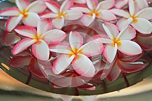 Plumeria or Frangipani flower floating in water in aluminium tray. Spa concept of blooming flowers