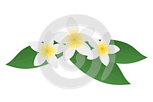 Plumeria frangipani flowers with green leaves. Tropical flower. Vector illustration photo