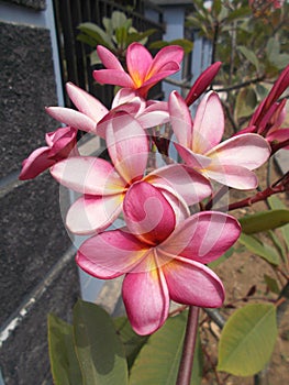 Plumeria frangipani flowers on closeups  photo