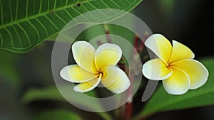 Plumeria Frangipani Flowers Panning Across High Definition