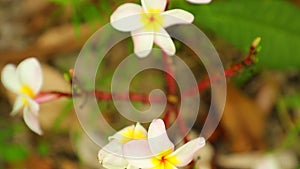 Plumeria Frangipani Flowers Panning Down High Definition