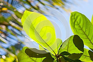 Plumeria frangipani fresh green leaves