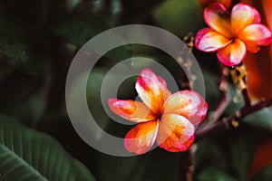 Plumeria Frangipani Hawai Flowers in Gorgeous Rose-Pink with Bronze Accents, Against a Dark Green and Black Blurred Background