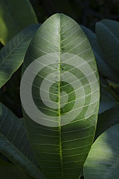 Plumeria or frangipani leaf with it\'s glossy crisp texture and fibrous veins running through its surface