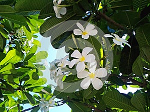 Plumeria, frangipani, national, tropical, Thai, flower, plant, tree, white, yellow, green, beautiful, nature, flora, bouquet, bota photo