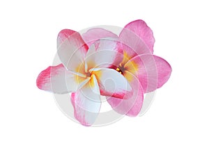 Close up white plumeria or frangipani flower isolated on white background.