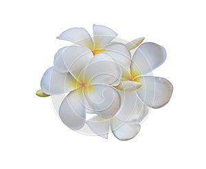 Close up white plumeria or frangipani flower isolated on white background.