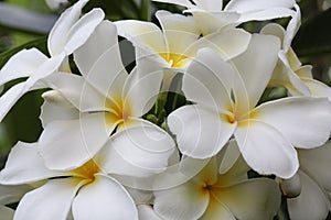 Plumeria, Frangipani, Temple Tree, Pagoda