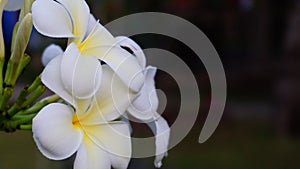 Plumeria, Frangipani, Temple tree, scientific name Plumeria spp. White-yellow flowers.