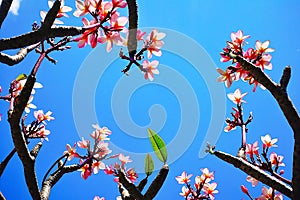 Plumeria, Frangipani, Temple tree, Top view single beautiful white-yellow plumeria flowers bouquet isolated on blue sky background