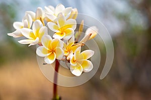 Plumeria, Frangipani, Temple Treee, yellow flowers bloom on the trees. photo