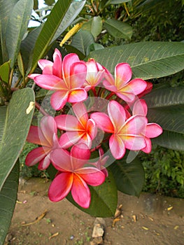 Plumeria or frangipani