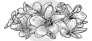 Plumeria Frangipani Tropical Bali Flower Woodcut