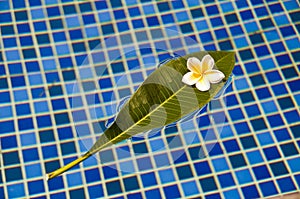 Plumeria frangipani tropical flower on a green leaf floating on a bath