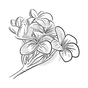 Plumeria frangipani tropical flower icon