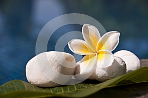 Plumeria frangipani tropical flower and zen white stones