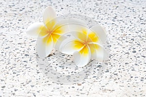 plumeria or frangipanni blossom