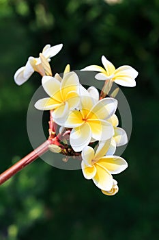 Plumeria or frangipanni blossom