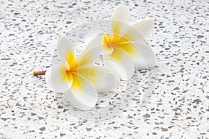 plumeria or frangipanni blossom