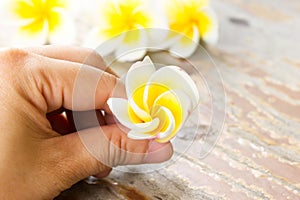 Plumeria or frangipanni blossom in woman's hand.