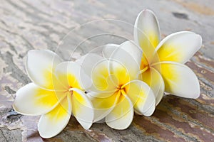 Plumeria or frangipanni blossom on wood background.