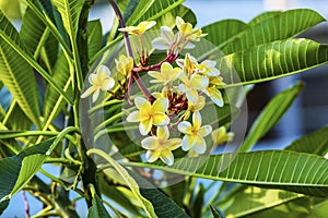 Plumeria Frangipini Blossums Flowers Sea of Galilee Israel