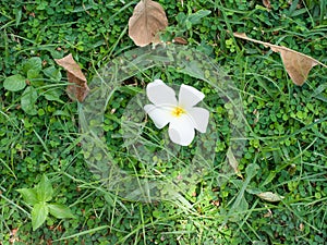 Plumeria on garden for background